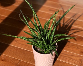 Rare Snake plant in 4” pot - indoor easy care low maintenance houseplant - low light Succulent - Live houseplant - Indoor air purifier