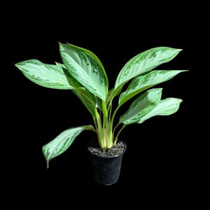 Könnte beinhalten: Eine Topf-Aglaonema-Pflanze mit großen, panaschierten grünen und silbernen Blättern. Die Pflanze steht in einem schwarzen Plastiktopf vor einem einfarbigen schwarzen Hintergrund. Die Blätter haben ein auffälliges Muster, das dieser Zimmerpflanze visuelles Interesse verleiht.
