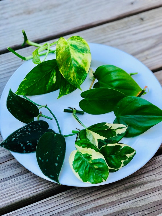 Rare Pothos Cuttings Mix- Golden Pothos / Heart Leaf Philodendron / Silver  Pothos / Njoy / Unrooted Single Node Cuttings - Easy Care - Etsy