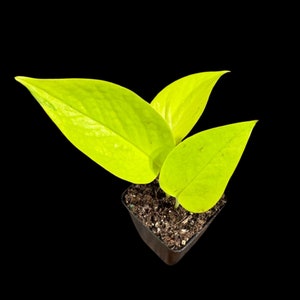 May include: A small potted plant with vibrant, neon-green leaves against a black background. The plant has three prominent leaves and sits in a square, dark-colored pot filled with soil. The leaves have a smooth texture.
