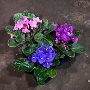 May include: Three African violet plants in pots, each with a different colored flower. One plant has pink flowers, one has purple flowers, and one has blue flowers.