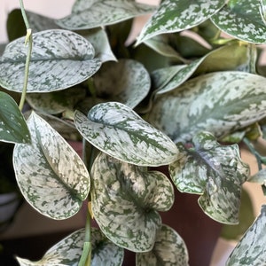 May include: Close-up of a Scindapsus pictus plant, also known as Satin Pothos. The plant features large, heart-shaped leaves with a dark green base and silver variegation. The leaves are in various stages of growth, with some fully unfurled and others still tightly curled.