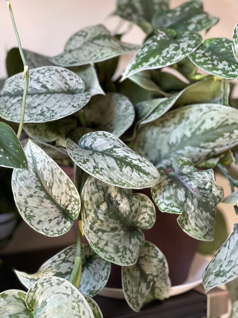 May include: Close-up of a Scindapsus pictus plant, also known as Satin Pothos. The plant features large, heart-shaped leaves with a dark green base and silver variegation. The leaves are in various stages of growth, with some fully unfurled and others still tightly curled.