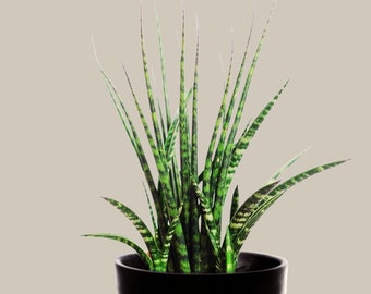 Rare Fernwood Mikado Snake Plant in a Nursery Pot - Indoor Easy Care Low Maintenance Houseplant - Low Light Succulent - US seller