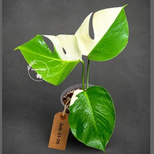 Monstera Albo - Rare Variegated Monstera Borsigiana Albo - Rare Collector Plant - White Monstera Albo - EXACT Same Plant - USA Seller Pot-July-31-20
