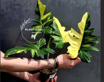 Variegated Philodendron Florida Beauty x Mayoi - Extremely Rare Collector Aroid Live Plant - Exact Same Plant - US Seller