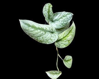 Scindapsus Pictus Exotica plant in 3" Nursery Pot - Large Satin Pothos - Rare vining indoor plant