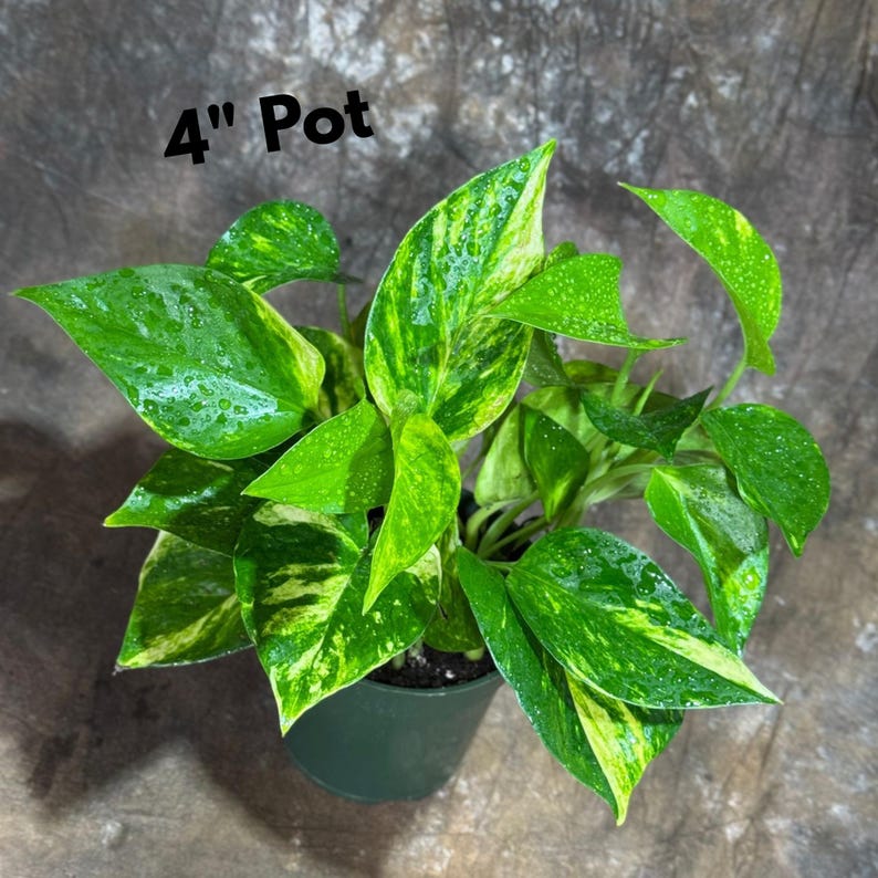 Golden Pothos Live Plant - Easy Care Low Light Indoor Plant - Devil’s ...