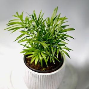 Parlour Palm Indoor Plant - Easy care low light House plant - Air Purifier Plant in nursery pot - Chamaedorea Elegans