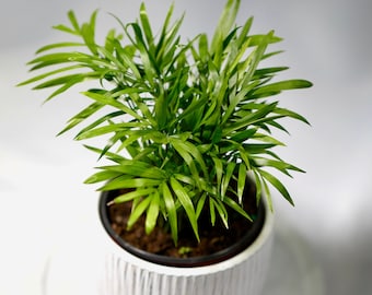 Parlour Palm Indoor Plant - Easy care low light House plant - Air Purifier Plant in nursery pot - Chamaedorea Elegans