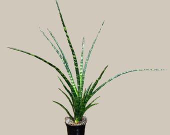 root booster for succulents Plant Booster – Farmer's Secret main image 1