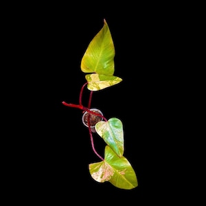 Variegated Philodendron Strawberry Shake EXACT Same Plant - Rare Variegated Strawberry Plant - Collector Plant - Gift Live Plant - US Seller