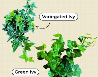 Variegated & Green English Ivy Live Plants in 4" Grow Pot - Indoor Vining Plant - Low Light Climbing Plant - Easy Care House Plant