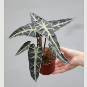May include: A potted Alocasia plant with large, dark green leaves featuring prominent white veining. The plant is in a small, brown pot, and the leaves have a unique, arrow-like shape. The background is a soft, neutral gray.