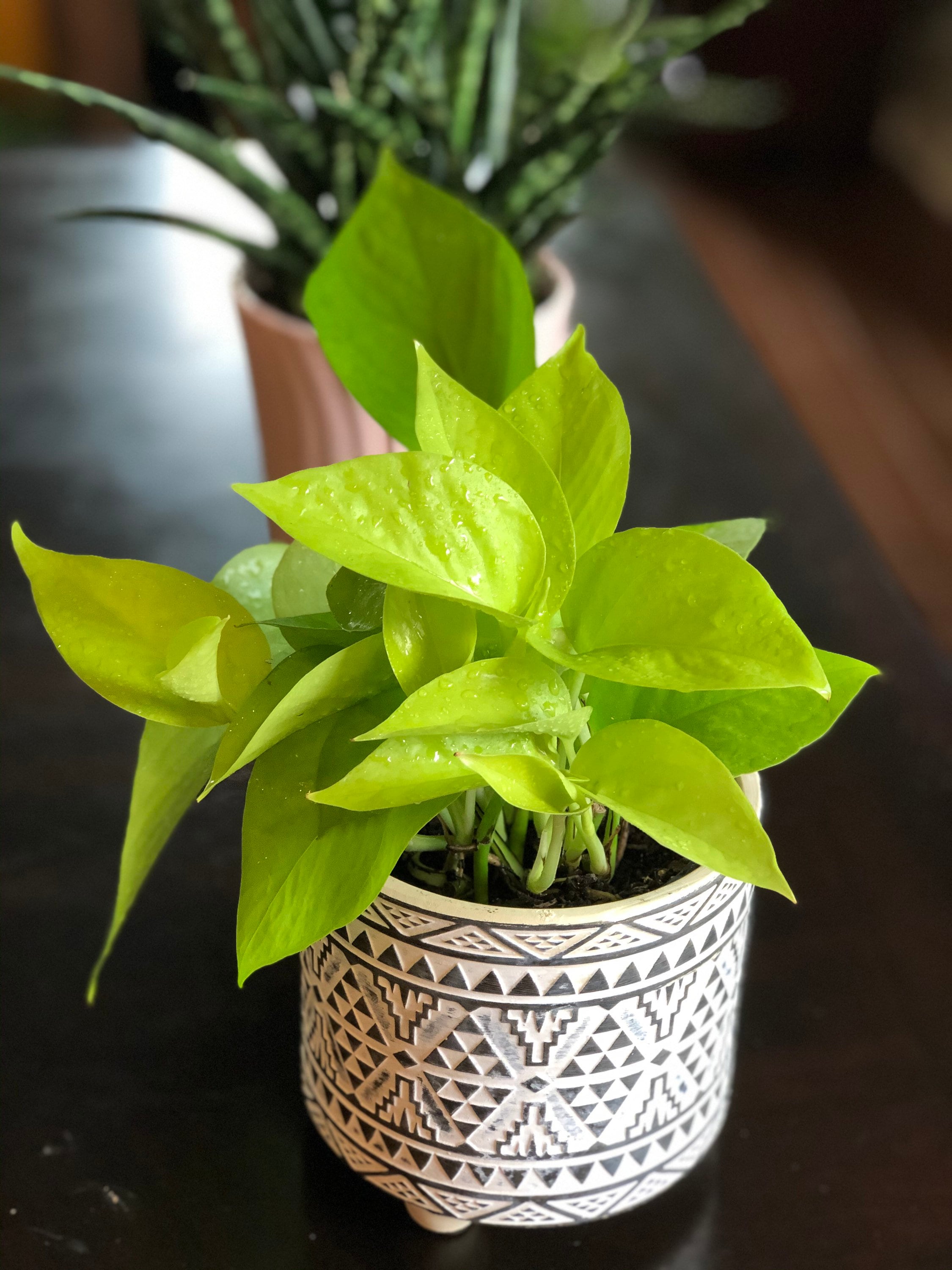 Neon Pothos Indoor Plant in 3 Pot Easy Care Low Light Etsy