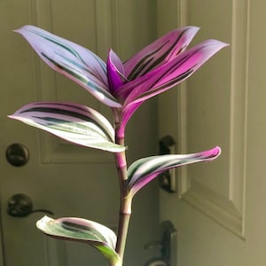 May include: A close-up of a Tradescantia plant, also known as a wandering jew. The plant features vibrant pink, white, and green striped leaves. The stem is a deep purple color. The plant is in front of a white door.