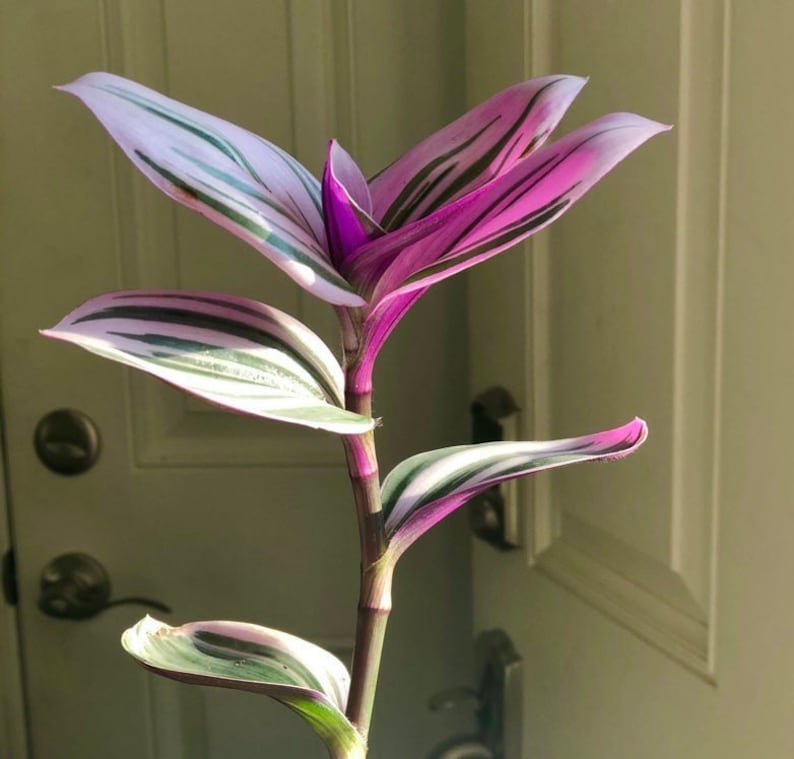 May include: A close-up of a Tradescantia plant, also known as a wandering jew. The plant features vibrant pink, white, and green striped leaves. The stem is a deep purple color. The plant is in front of a white door.