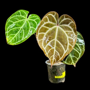 Anthurium Clarinervium in a Nursery Pot - Live Houseplant - Rare Aroid - Anthurium - Rare Anthurium - Air Purifier -Indoor Plant - US Seller