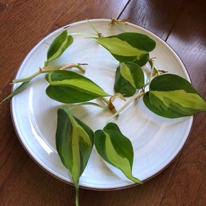 Rare Brasil philodendron Cuttings & Nursery Pots - Easy Care Houseplant Brasil Extremely Rare Low Light indoor vining plant office plant bild 3