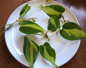 Rare Brasil philodendron Cuttings & Nursery Pots - Easy Care Houseplant Brasil Extremely Rare Low Light indoor vining plant office plant