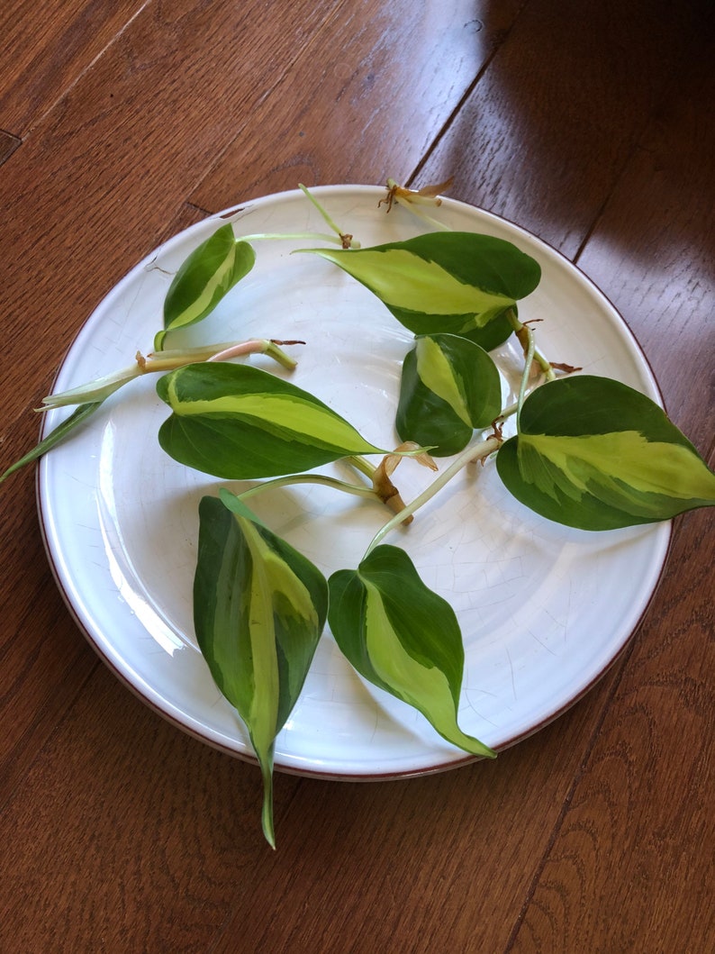 Rare Brasil philodendron Cuttings & Nursery Pots - Easy Care Houseplant Brasil Extremely Rare Low Light indoor vining plant office plant bild 3