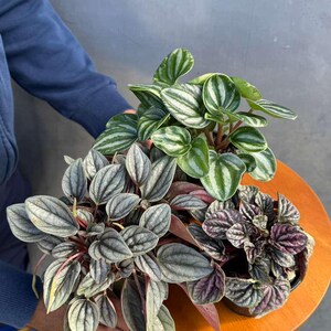 Pu&ograve; includere: Tre piante di Peperomia in vaso con foglie strutturate in tonalit&agrave; di verde, argento e viola. Le piante sono esposte su un tavolino di legno. Le foglie presentano motivi e texture unici.