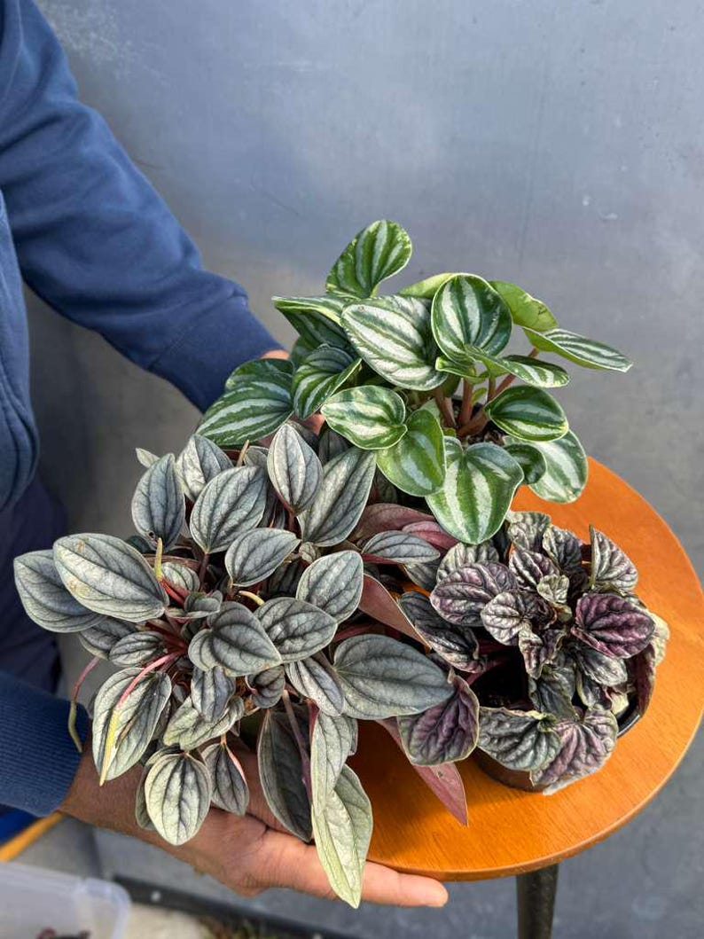 Pu&ograve; includere: Tre piante di Peperomia in vaso con foglie strutturate in tonalit&agrave; di verde, argento e viola. Le piante sono esposte su un tavolino di legno. Le foglie presentano motivi e texture unici.