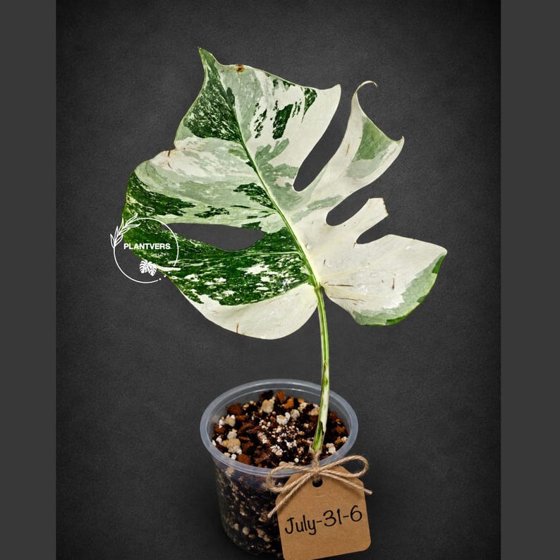 Monstera Albo - Rare Variegated Monstera Borsigiana Albo - Rare Collector Plant - White Monstera Albo - EXACT Same Plant - USA Seller Pot-July-31-6