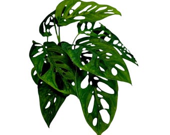 May include: A close-up of a vibrant green Monstera Adansonii plant, also known as the Swiss cheese plant, against a white background. The leaves are a rich green color with distinctive, irregular holes.