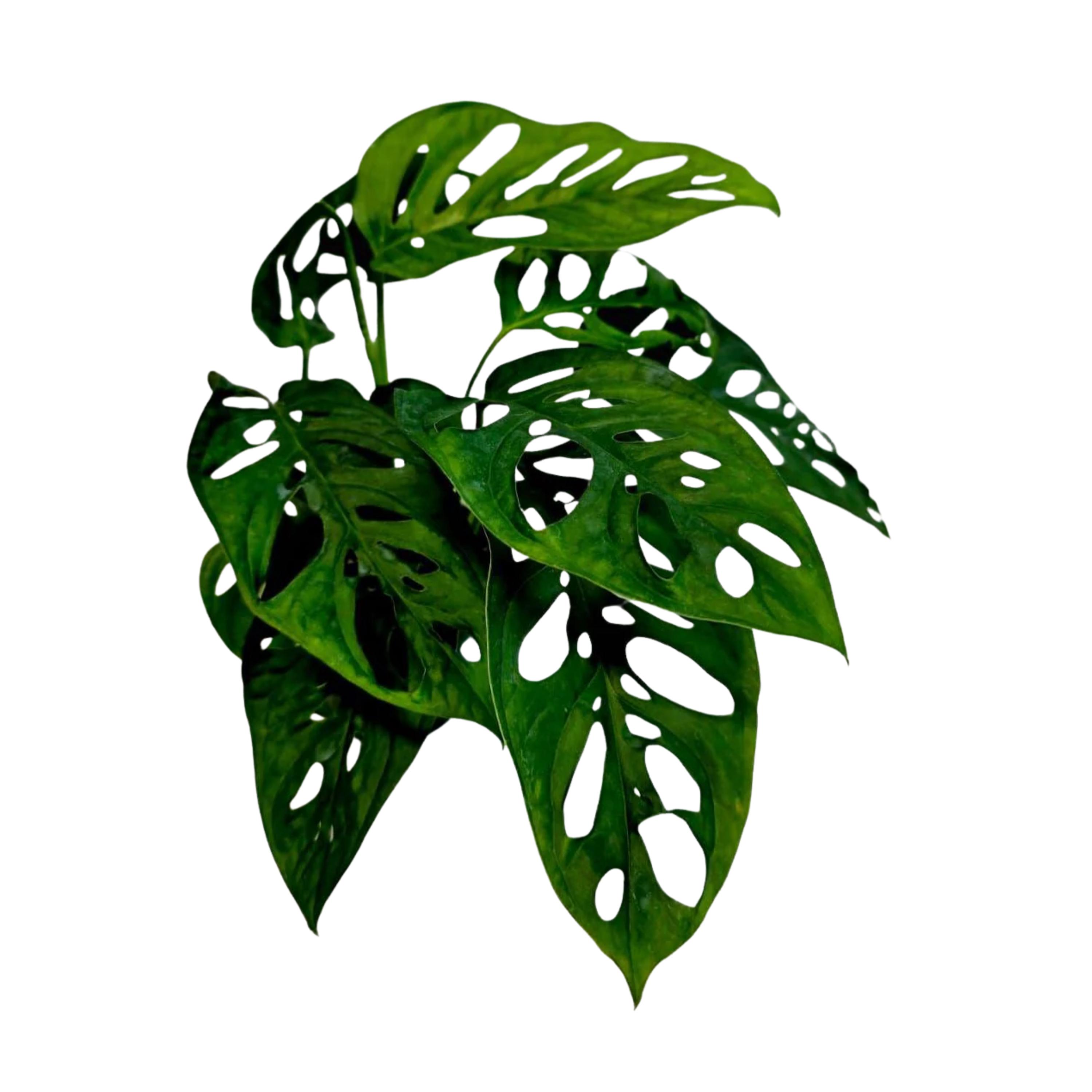 monstera 130 cm Hydro Kingsize Monstera, 60-80cm  Green Me Up