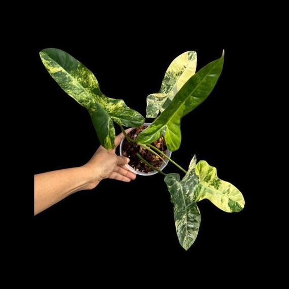 激レア 極斑ビレッティア x フロリダビューティ カット苗 激レア 極斑