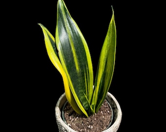 Sansevieria Black Castle / Sansevieria Thai Hybrid / the Lazy Elf