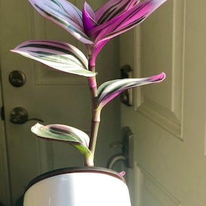 Rare Tradescantia Nanouk Lilac Plant Rare Tradescantia Pot Rare Pink Wandering Jew Easy care hardy indoor houseplant in a nursery pot image 2