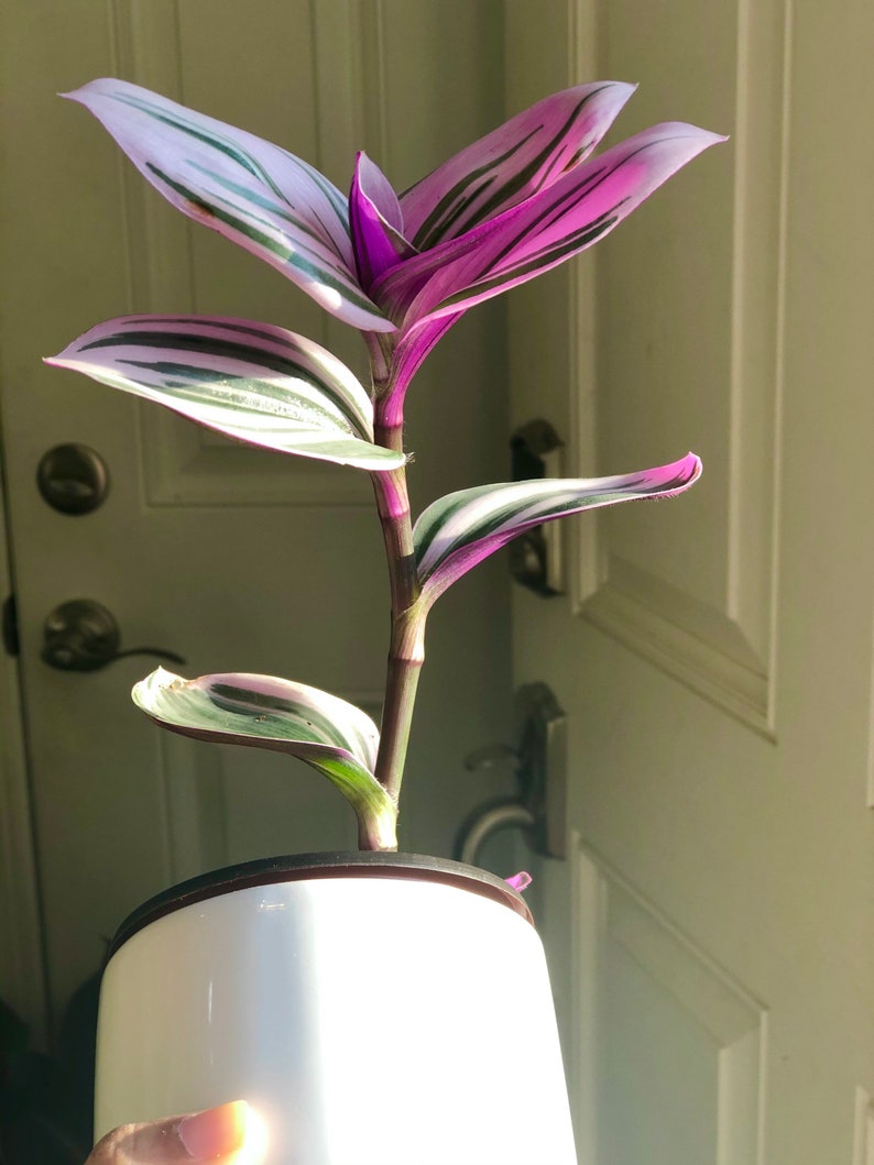 Rare Tradescantia Nanouk Lilac Plant Rare Tradescantia Pot Rare Pink Wandering Jew Easy care hardy indoor houseplant in a nursery pot image 2