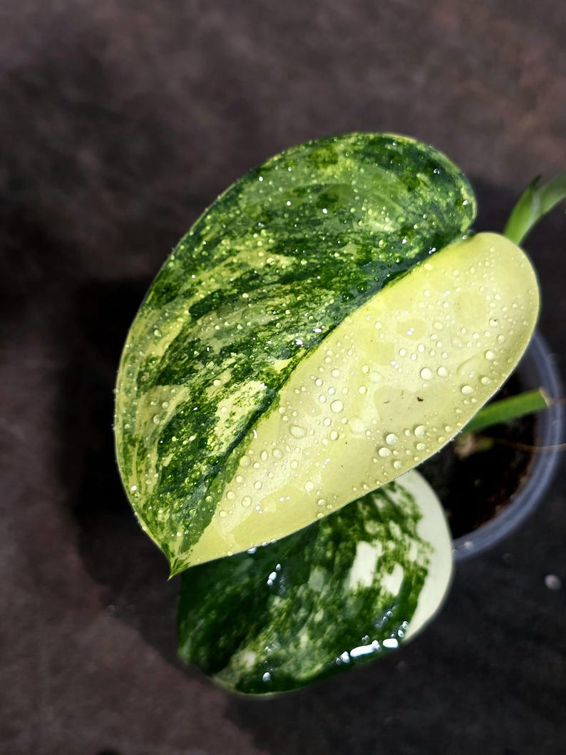 Scindapsus Variated Scindapsus Jade Satin Variegated - Yellow Variegation - EXACT Plant ...