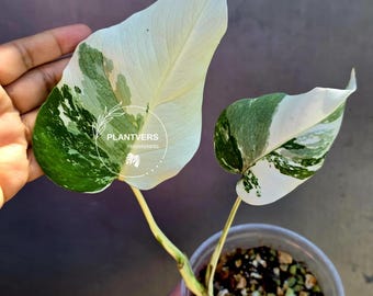 Variegated Monstera Albo - Rare White Monstera Borsigiana Baby Leaf EXACT Plant - US Seller