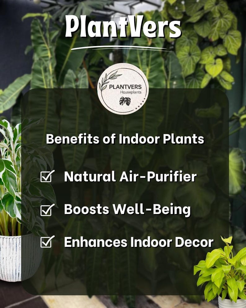Rare Brasil philodendron Cuttings & Nursery Pots - Easy Care Houseplant Brasil Extremely Rare Low Light indoor vining plant office plant bild 9