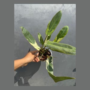 Philodendron Atabapoense Variegated Super Rare Exact Pot - Collector&#39;s Plant - Exact Same Live Plant - US Seller - Variegated Atabapoense