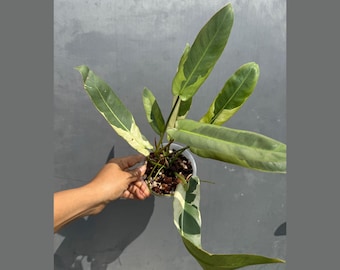 超絶希少❗️美斑❗️フィロデンドロン　アタバポエンセ　斑入り✨ 超絶希少❗️美斑❗️フィロデンドロン アタバポエンセ 斑入り