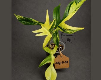 Variegated Philodendron Florida Beauty Live Plant - Super Rare Collector Plant - Exact Plant - US Seller