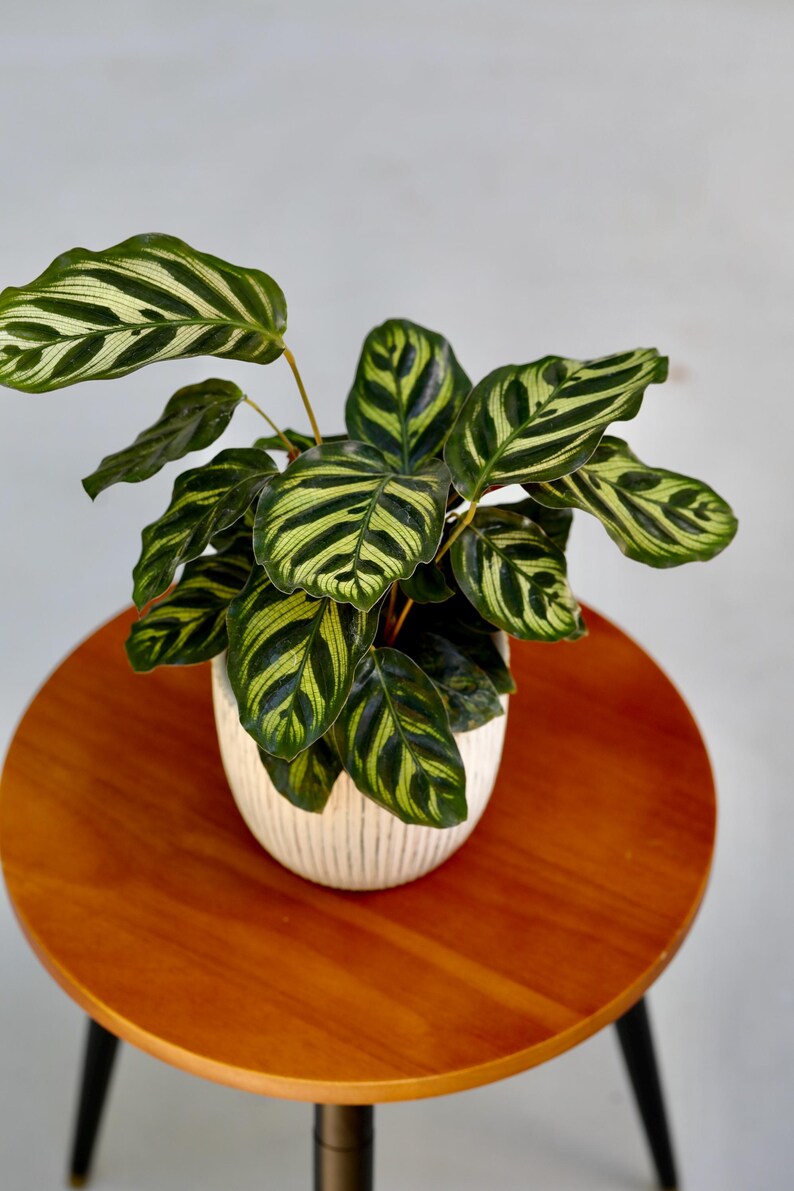 Live Calathea Makoyana in Grow Pot