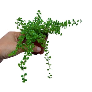 Pilea Depressa Baby Tears in 2&quot; Nursery Pot - Indoor Plant - Easy Care houseplant- Low Maintenance Succulent - Pilea Tiny Tears Plant