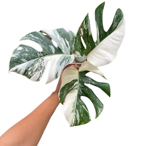 Monstera Albo - Rare HIGHLY variegated monstera borsigiana albo - SAME plant as pictures