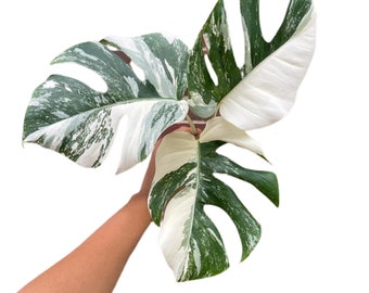 Monstera Albo - Rare HIGHLY variegated monstera borsigiana albo - SAME plant as pictures