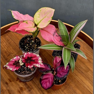 indoor palms plants Chinese Fan Palm | Beautiful Indoor Palm Tree | PlantingTree