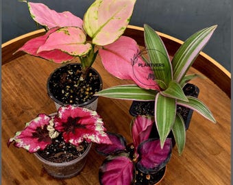 Set of 4 Assorted Pink Plant in 2" Pots - Live Mini Colorful Plant Bundle - Beginner Friendly - Indoor Houseplant Variety