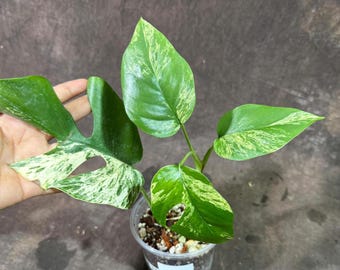 US Seller Rhaphidophora Tetrasperma Migma Variegated - Etsy