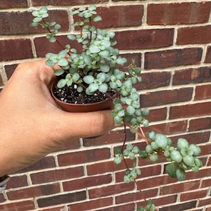 Biblical Job&#39;s Tears Live Plant - Blue Baby Tears In 2&quot; Grow Pot  - Pilea glauca - Terrarium plant kids - Gift Plant - Pet Friendly Plant