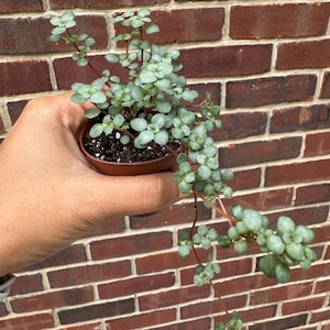 Biblical Job's Tears - Blue Baby Tears In 2" Nursery Pot  - Pilea glauca - Indoor succulent plant - Easy care houseplant -Terrarium plant