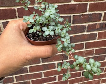 Biblical Job&#39;s Tears Live Plant - Blue Baby Tears In 2&quot; Grow Pot  - Pilea glauca - Terrarium plant kids - Gift Plant - Pet Friendly Plant